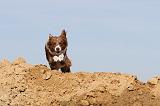 BORDER COLLIE 475